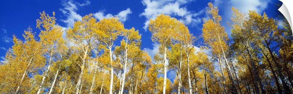 Large birch trees are photographed from the ground and looking up towards the tops with a cloud filled sky just above.