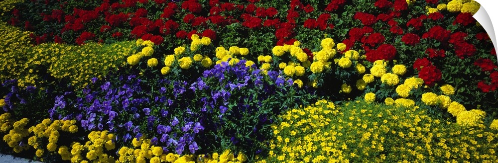 Colorful annual flowers in bloom, close-up