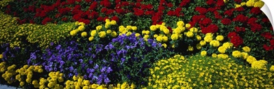 Colorful annual flowers in bloom, close-up
