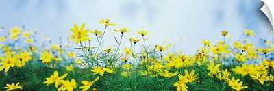 Coreopsis flowers in a field