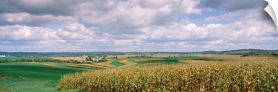 Corn and alfalfa fields, Green County, Wisconsin