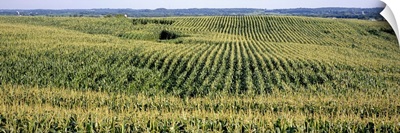Corn crop in a field, Southeast Minnesota, Minnesota