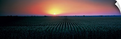 Corn field at sunrise Sacramento Co CA