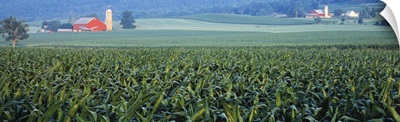 Corn field Kishacoquillas Valley PA