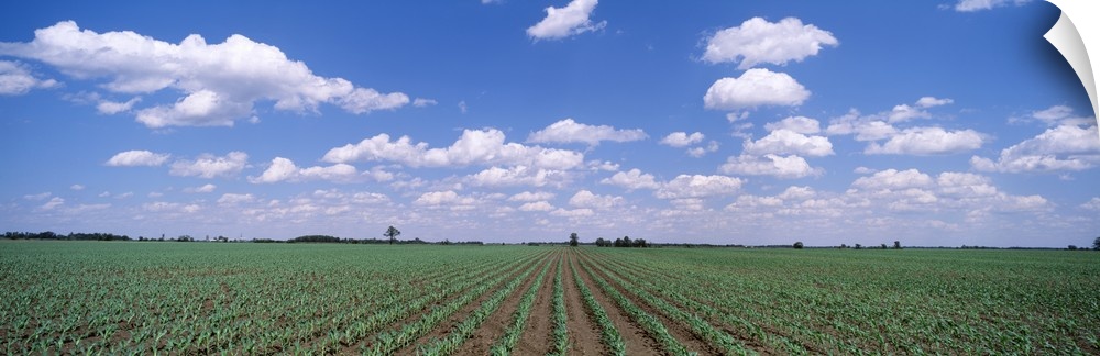 Corn Field Marion County IL