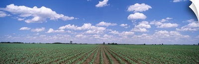 Corn Field Marion County IL