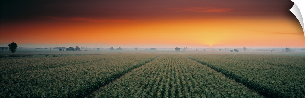 Corn field Sacramento Co CA