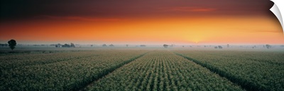 Corn field Sacramento Co CA