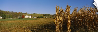 Corn in a field after harvest, along SR19, Ohio