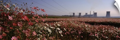 Cosmos flowers in a field with a power station in the background South Africa