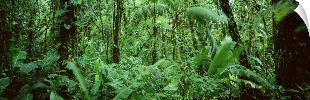A wide angle picture taken of a lush, but dense green rain forest in Costa Rica.