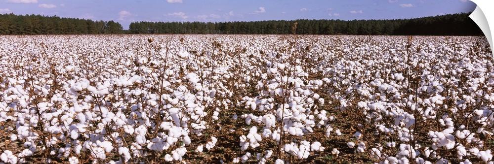 Cotton crops in a field, Georgia