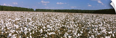 Cotton crops in a field Georgia