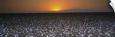 Cotton crops in a field, San Joaquin Valley, California