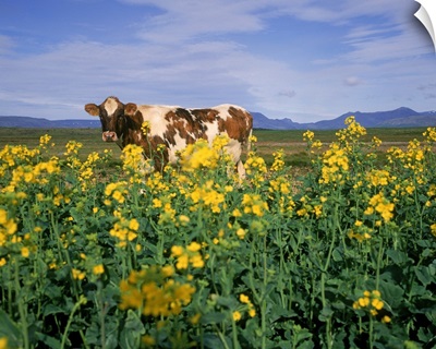 Cow in a field, Iceland
