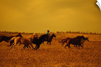 Cowboy herding running horses, Oregon, united states,