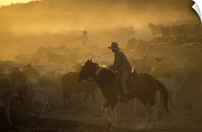 Cowboy Queensland Australia
