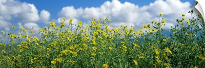 Cowpen daisies in a field