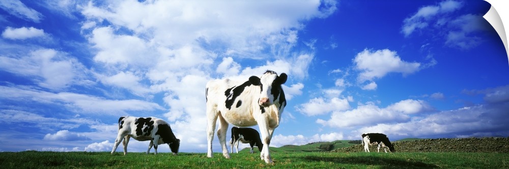 Panoramic image of three cows in in a grassy field on a bright day in England.