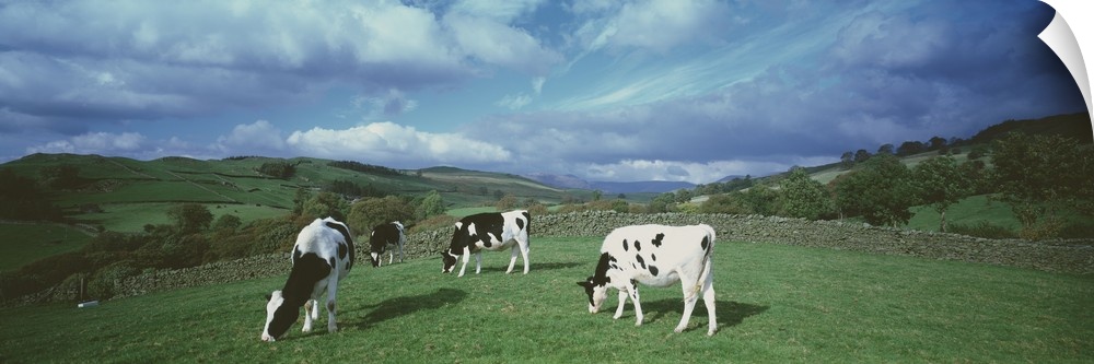 Cows England
