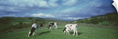 Cows England