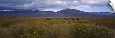 Cows grazing in a field, Bishop, California