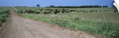 Cows grazing in a field, Jackson County, Kansas