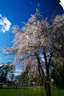 Crabapple tree (Malus sylvestris) in bloom, New York