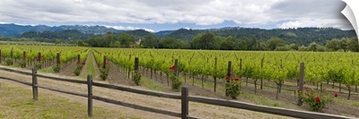 Crop in a vineyard, Napa Valley, California
