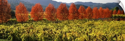 Crop in a vineyard, Napa Valley, California,