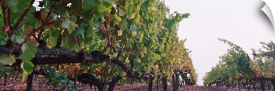 Crops in a vineyard, Sonoma County, California