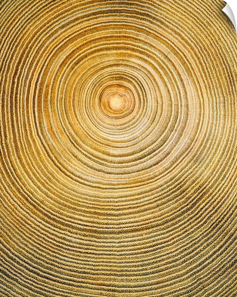 Cross Section of Tree Trunk