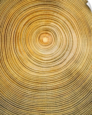 Cross Section of Tree Trunk