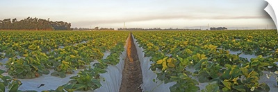 Cultivated strawberry field, Oxnard, Ventura County, California