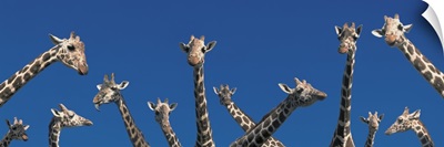 Curious Giraffes concept Kenya Africa