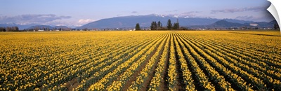 Daffodil Fields Mount Vernon WA