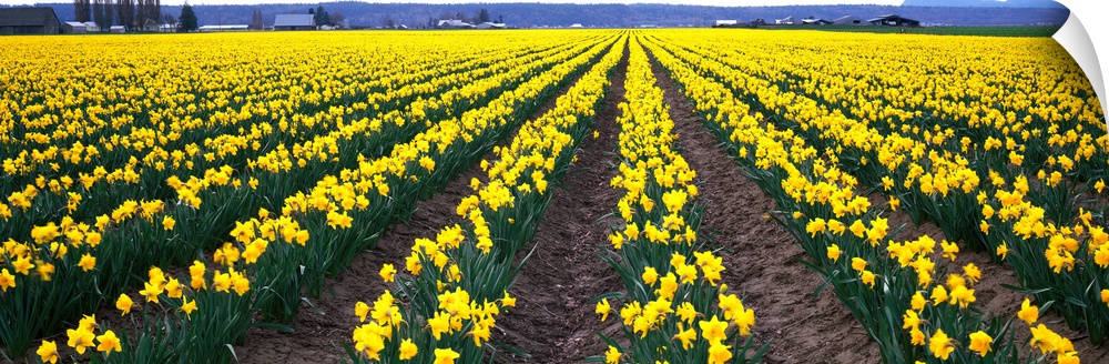 Daffodils Skagit Valley WA