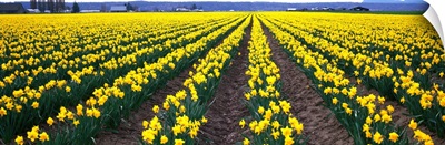 Daffodils Skagit Valley WA