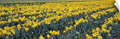 Daffodils WA