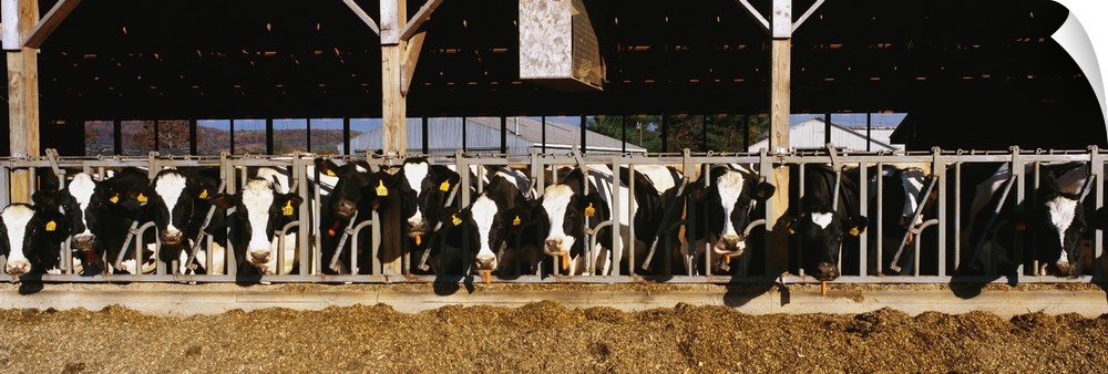 Panoramic photograph taken of dairy cattle as their heads stick out of the milking parlor.