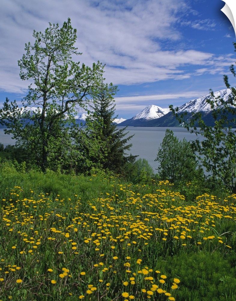 Big, vertical photograph of trees and a field of dandelion flowers along the shore of Turnagain Arm.  The snow covered Chu...