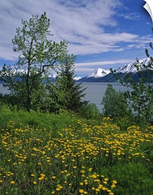 Dandelion flowers blooming along Turnagain Arm, distant Chugach Mountains, Alaska