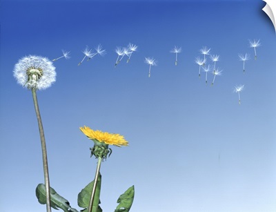 Dandelion (Taraxacum officinale) seeds blowing in the air