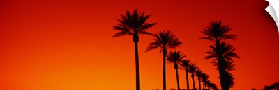 Date Palm Trees Stand Ready Sunrise  Phoenix AZ