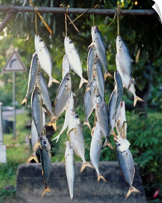 Dead fish hanging from a pole, Tahiti