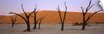 Dead trees in a desert at sunrise Dead Vlei Sossusvlei Namib Naukluft National Park Namibia
