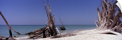Dead trees on the beach, La Costa Island, Lee County, Florida,