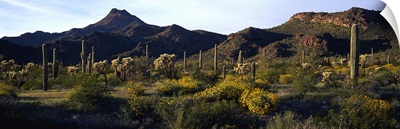 Desert AZ