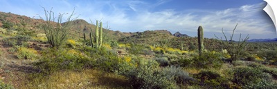 Desert AZ