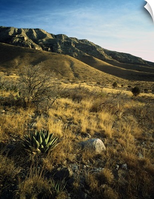 Desert landscape with agave or century plants, Guadalupe Mountains, Guadalupe Mountain National Park, Texas